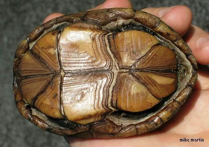 stripedmudplastron.jpg