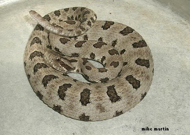 anerypygmy.jpg