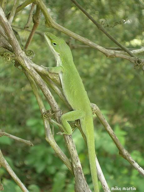 anole-1.jpg