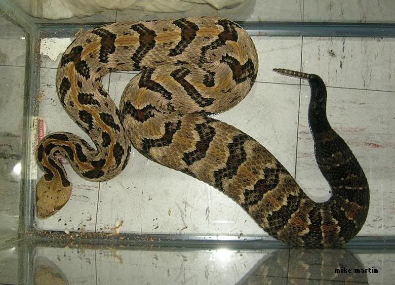 canebrake-1.jpg