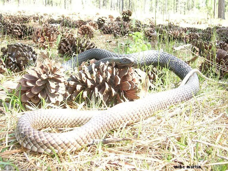 coachwhip1.jpg