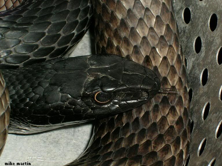 coachwhip2.jpg