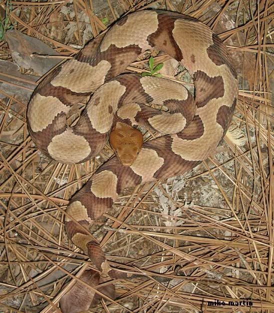 copperhead1.jpg
