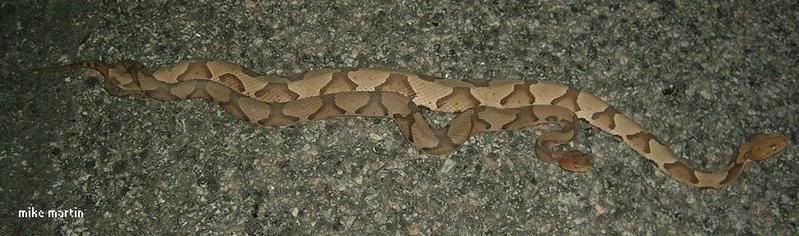 matingcoppers.jpg