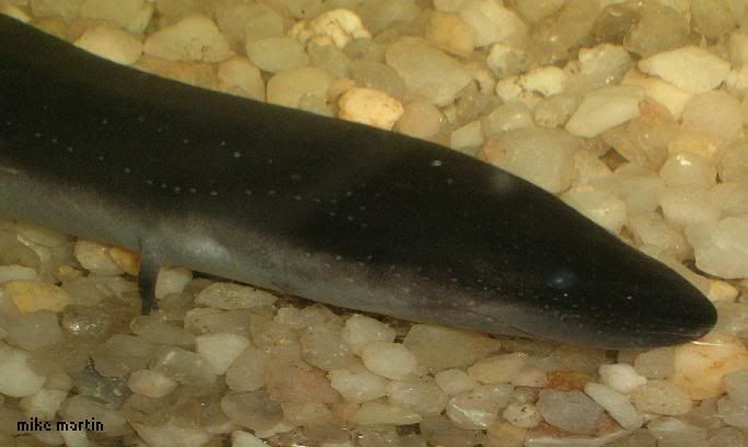 smallamphiuma.jpg