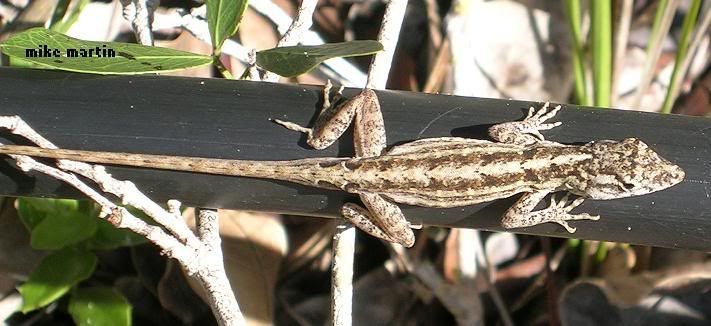 brownanole1.jpg