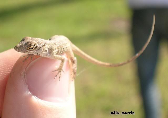 brownanole2.jpg