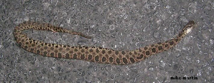 duskypygmyDOR.jpg