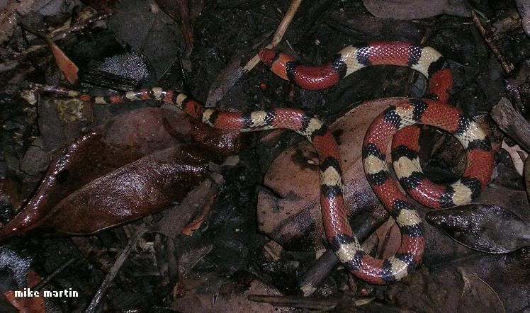 floridascarlet.jpg