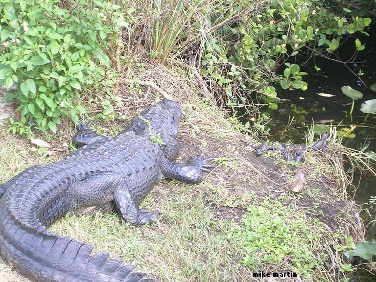 gatorbabies.jpg