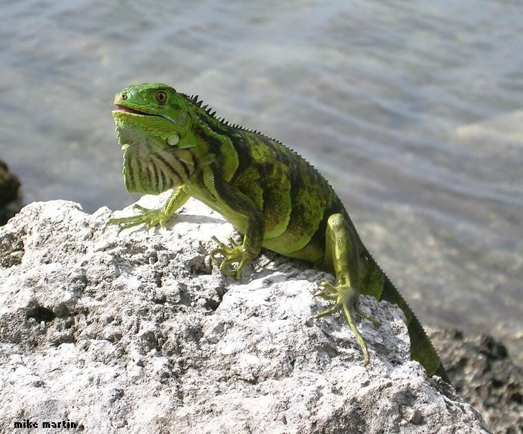 iguana.jpg