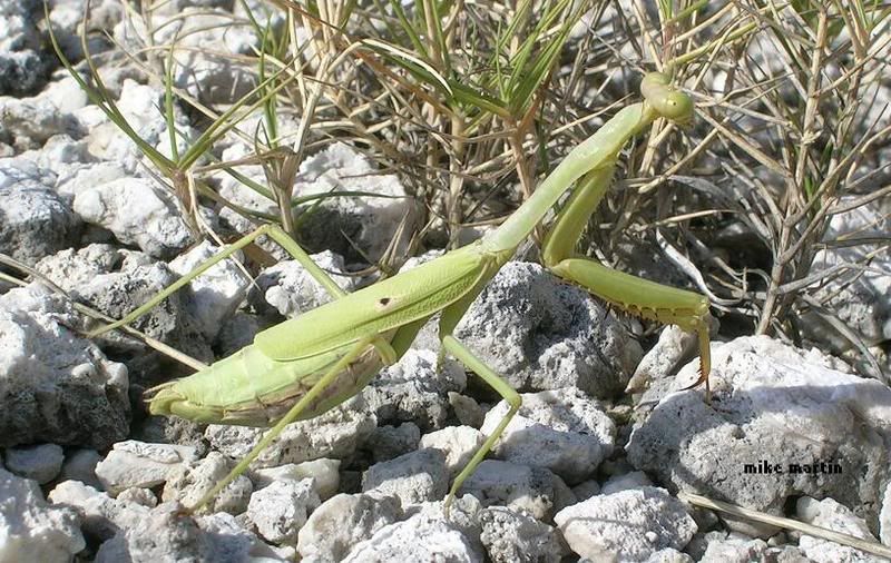 mantis1.jpg
