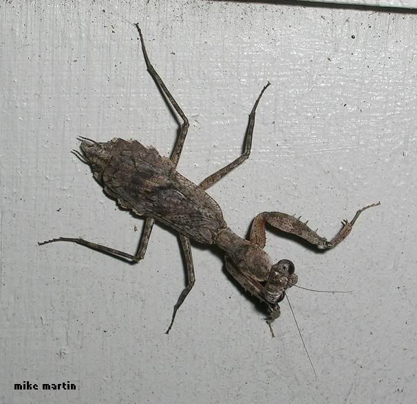 mantis2.jpg