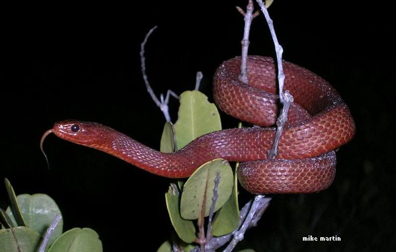 redmangrove.jpg