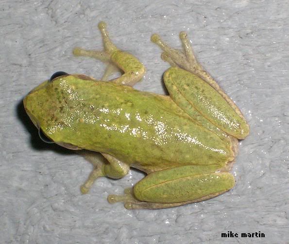 squirreltreefrog1.jpg