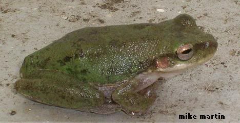 squirreltreefrog2.jpg