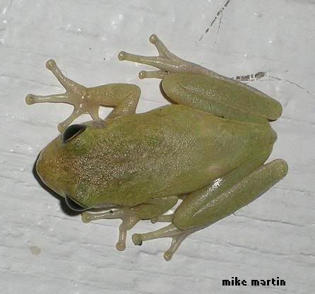 squirreltreefrog3.jpg