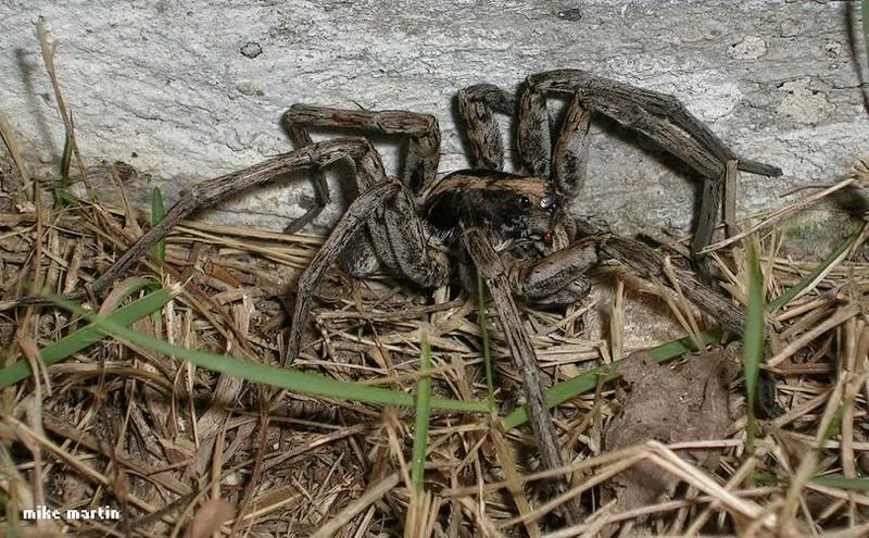 wolfspider.jpg