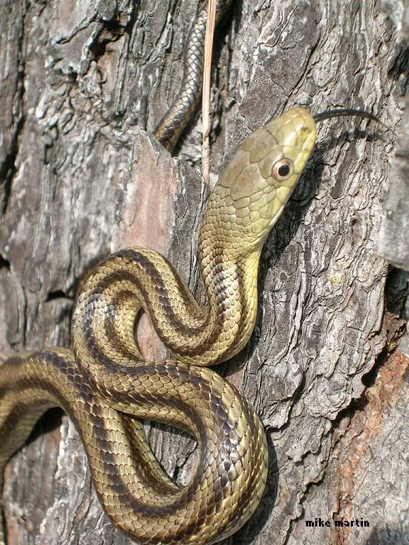 yellowrat.jpg