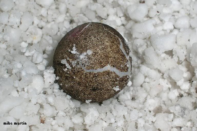 eggcracks.jpg