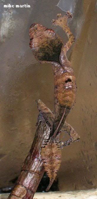 hatchling2.jpg
