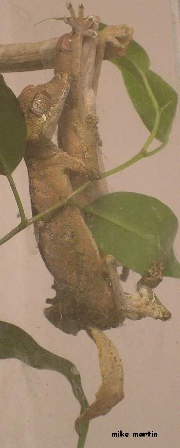matingpair2.jpg