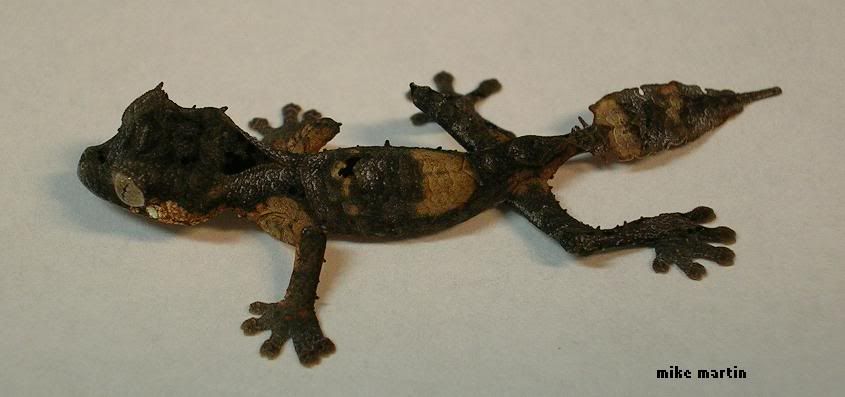 mottled4.jpg