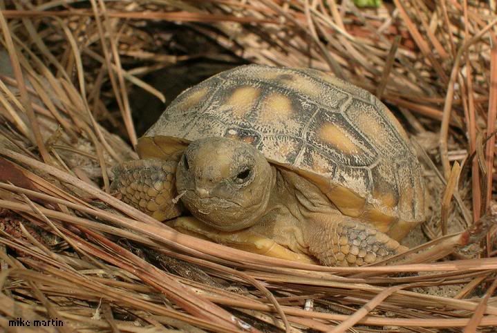 babygophertort.jpg
