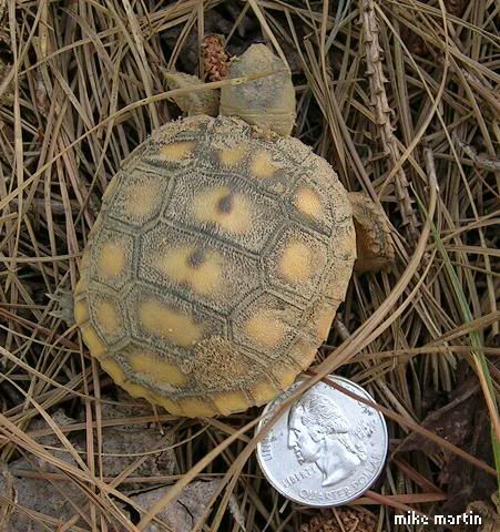 babygophertort2.jpg