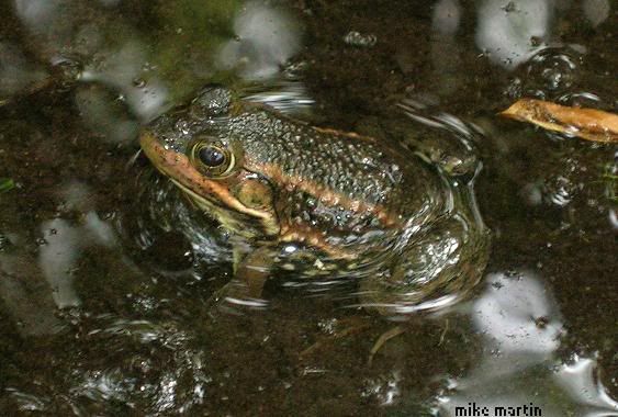 carpenterfrog.jpg