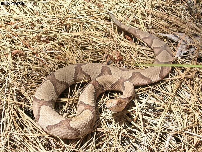 copperhead.jpg
