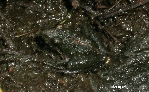 cricketfrog.jpg