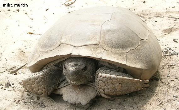 gophertortoise.jpg