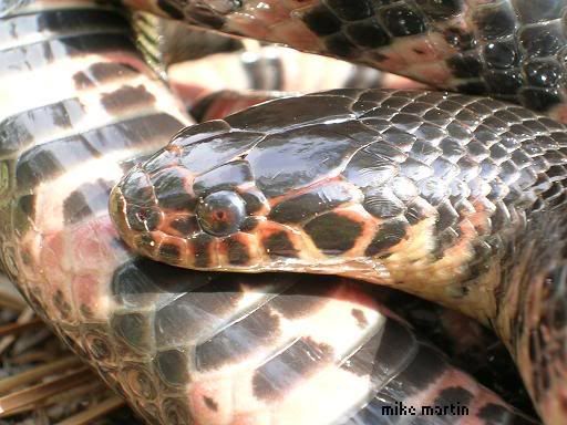 mudsnake.jpg