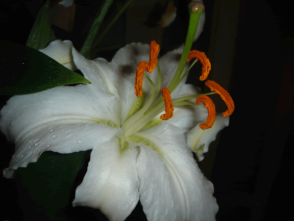 DSC01370.gif
