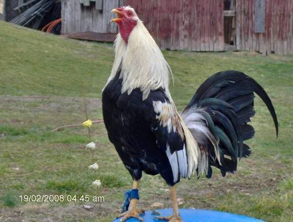 Bolo+Gamefowl Bolo Gamefowl http://www.ultimatefowl.com/viewtopic.php?t=1358