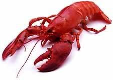 lobster Pictures, Images and Photos