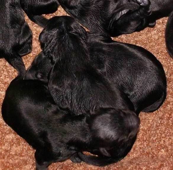 IMCpuppies.jpg