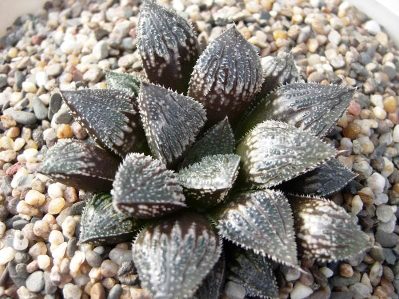 some new and unnamed haworthia hybrids