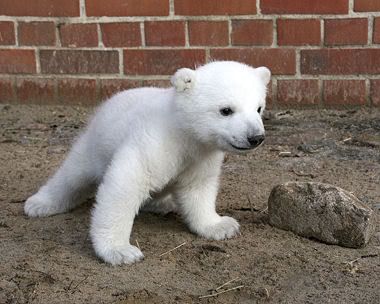 baby-polar-bear.jpg