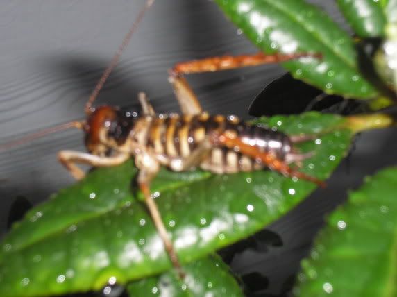 Image hosting by Photobucket