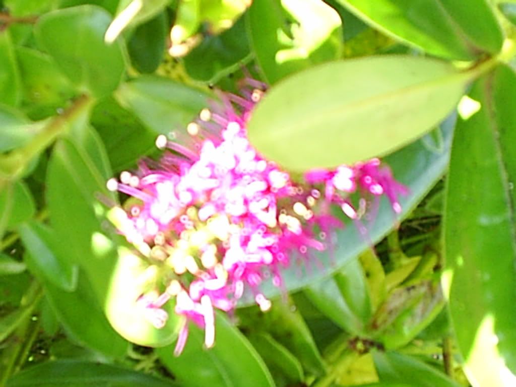 Image hosted by Photobucket.com