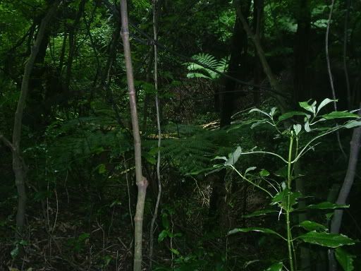 Image hosted by Photobucket.com