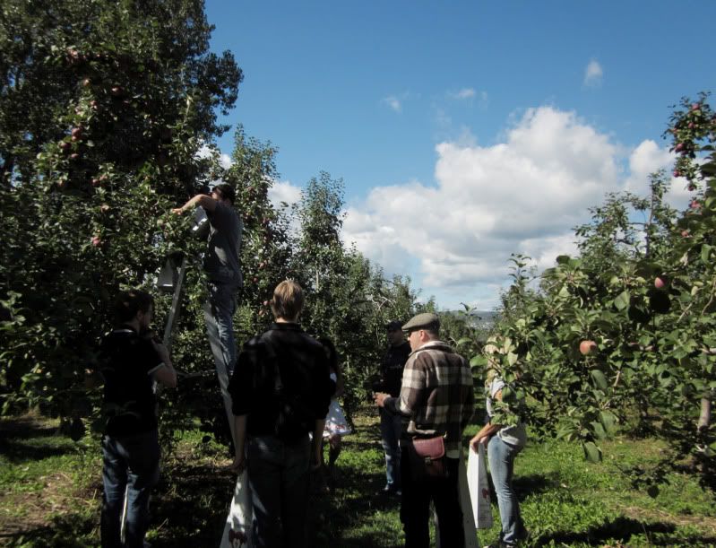 apples,fall,orchard,quebec