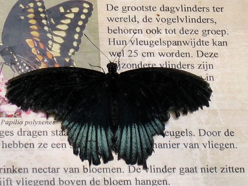 Fotografie