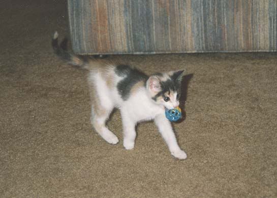 Argyle-kitten.jpg