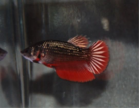Kuva