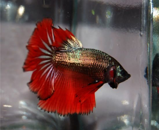 Kuva