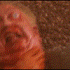 th_burst.gif