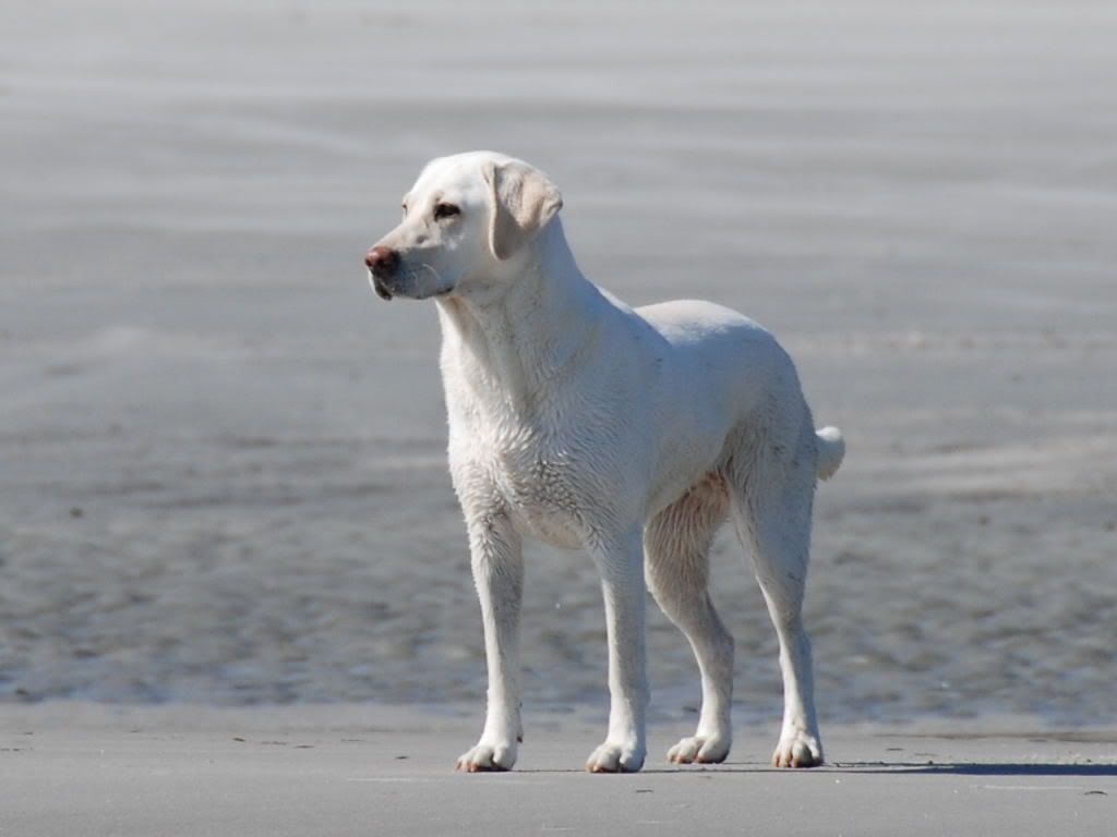 MaggiesFriends002CSC_0352.jpg Beautiful Yellow Lab image by Lee74C3